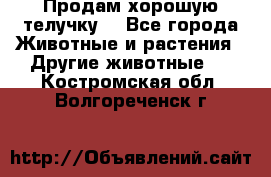 Продам хорошую телучку. - Все города Животные и растения » Другие животные   . Костромская обл.,Волгореченск г.